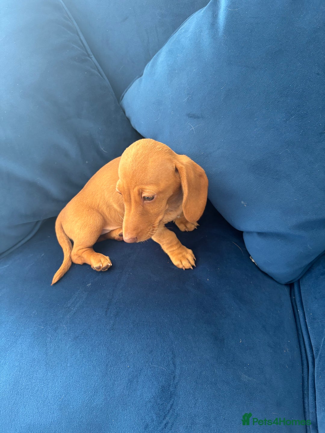 Miniature Dachshund dogs for sale: KC reg PRA clear smooth mini dachshund puppies - Image 16