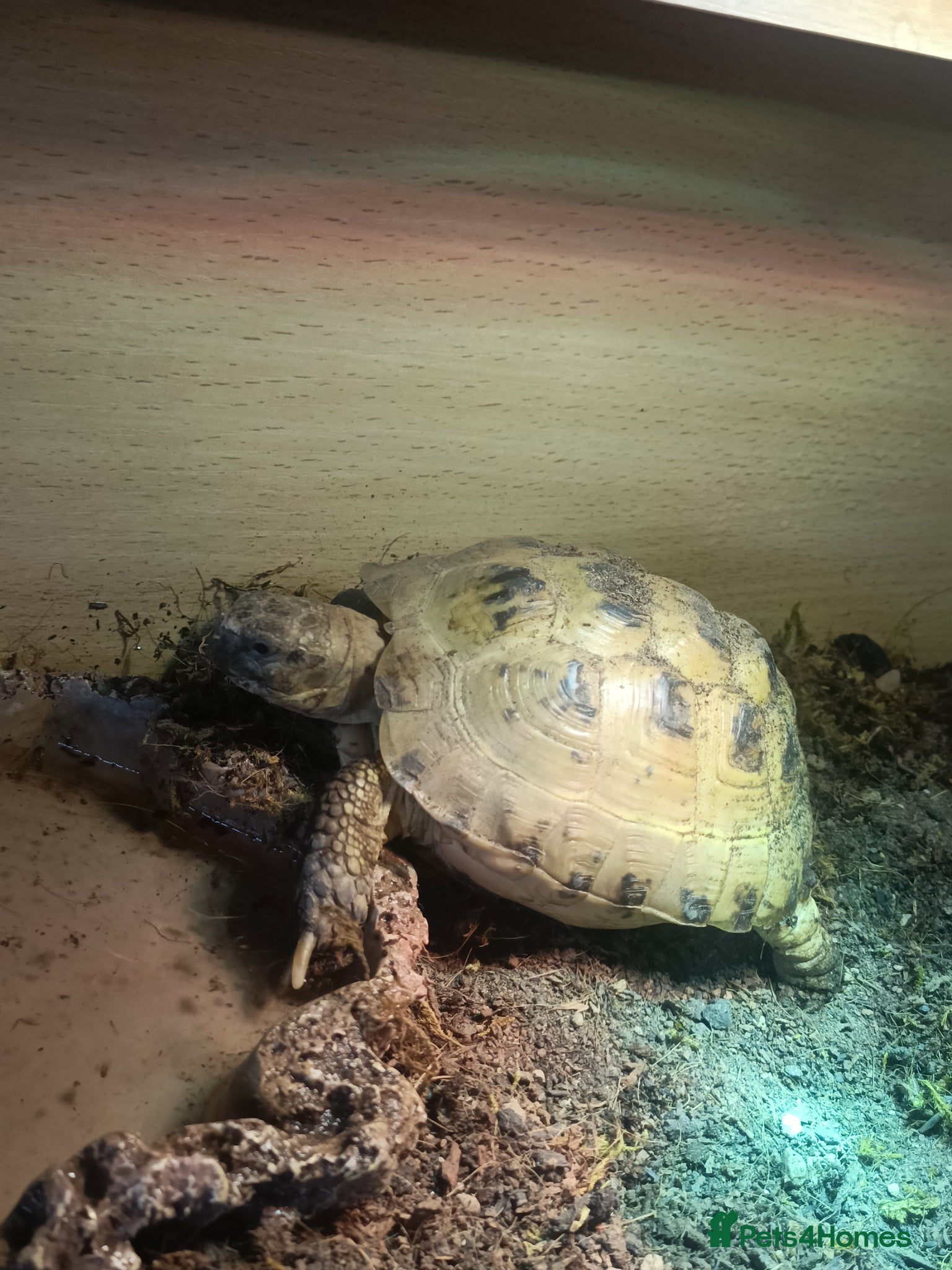 Tortoise reptiles Horsefield tortoise  - Advert 2