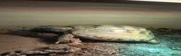 Tortoise reptiles for sale: Horsefield tortoise  in Barnsley - Advert 2
