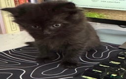 Mixed Breed cats for sale: 3 beautiful mixed breed kittens - Image 3