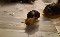 Snails invertebrates for sale: Giant African Land Snails  - Image 7