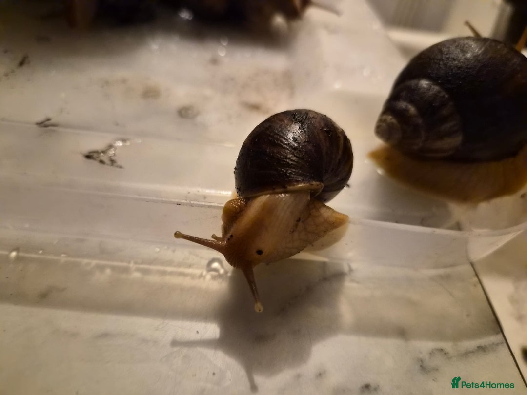 Snails invertebrates for sale: Giant African Land Snails  - Image 7