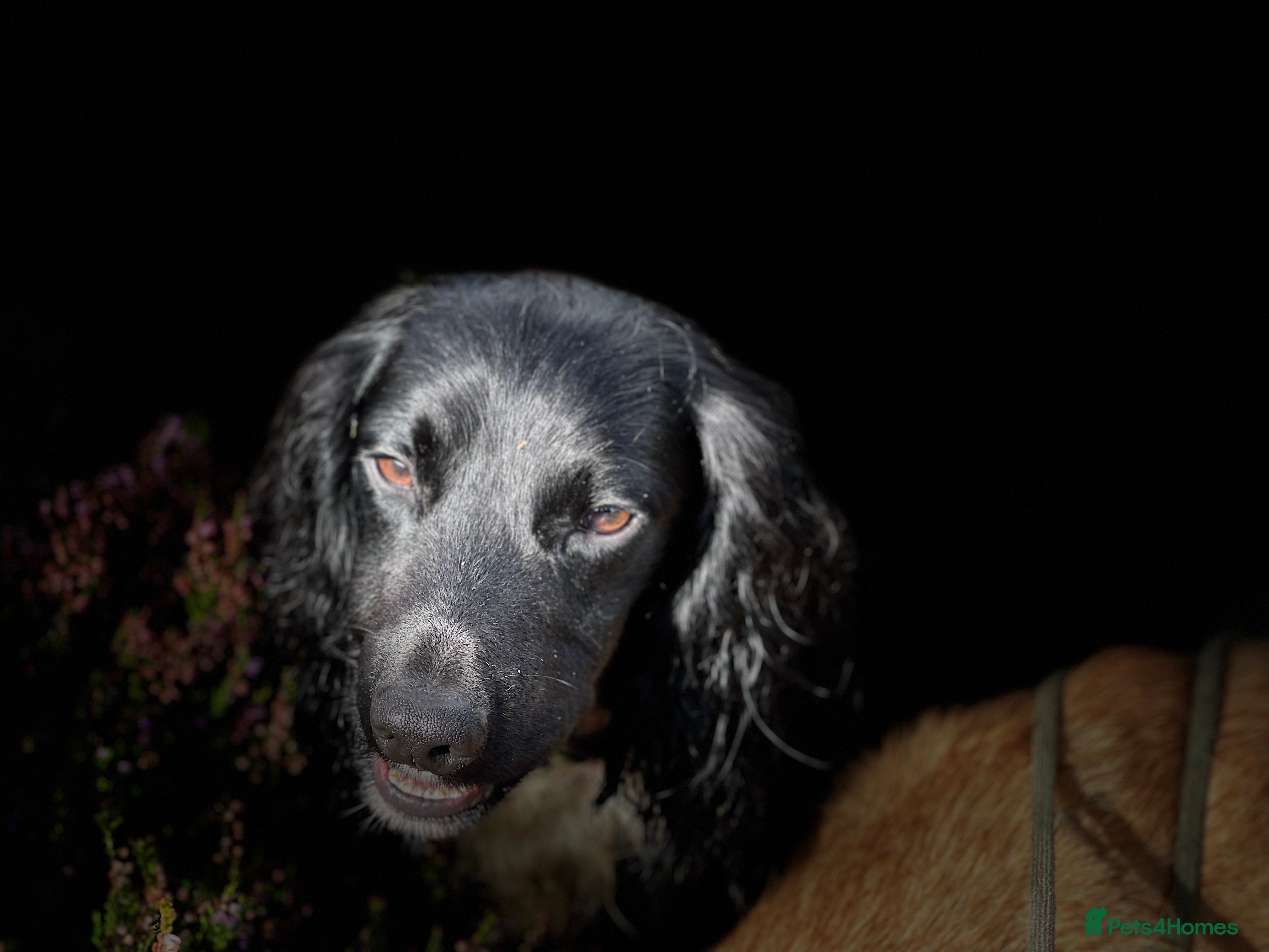 Cocker Spaniel dogs for stud: 🌟🌟Health Tested Black Cocker Stud🌟🌟 in Malmesbury - Advert 5