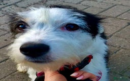 Norwich Terrier dogs for adoption: Alma's Story: The Roadside Miracle - Image 6