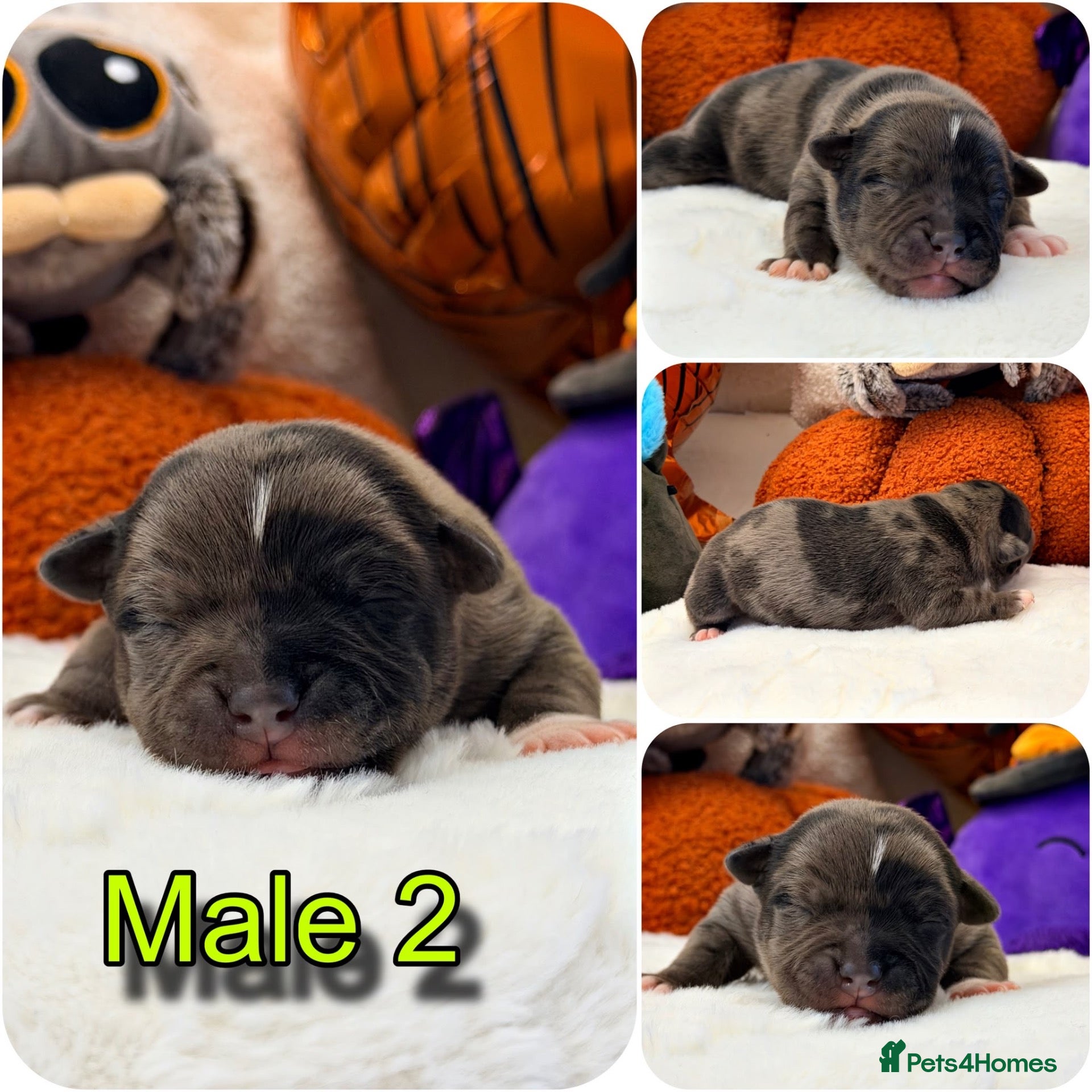 Staffordshire Bull Terrier dogs 🐾KC REGISTERED STAFFORDSHIRE BULL TERRIER  🐾 - Advert 1