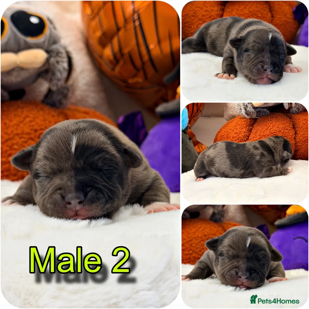 Staffordshire Bull Terrier dogs for sale: 🐾KC REGISTERED STAFFORDSHIRE BULL TERRIER  🐾 - Advert 1