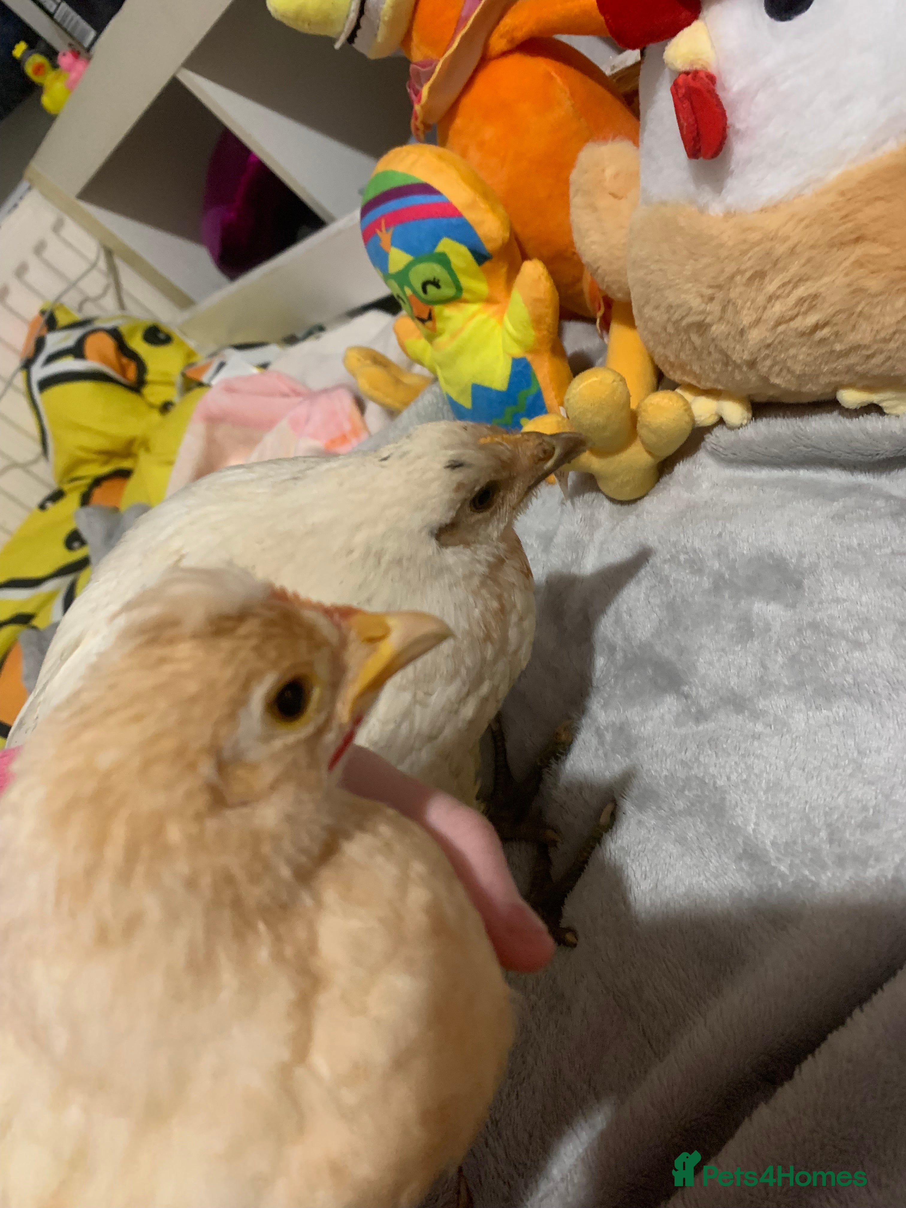 Chickens poultry 2 chicks for a new home  - Advert 1