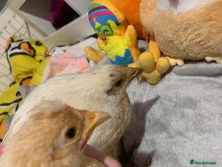 Chickens poultry 2 chicks for a new home - Advert 1