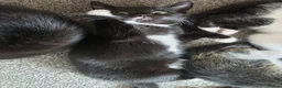 Mixed Breed cats for sale: Beautiful Kittens Looking for Loving Homes - Advert 26