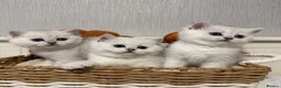 British Shorthair cats for sale: Exceptional Pedigree Silver British shorthairs 🩶 - Advert 4