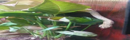 Snake reptiles for sale: Snowy Western Hognose - Advert 2