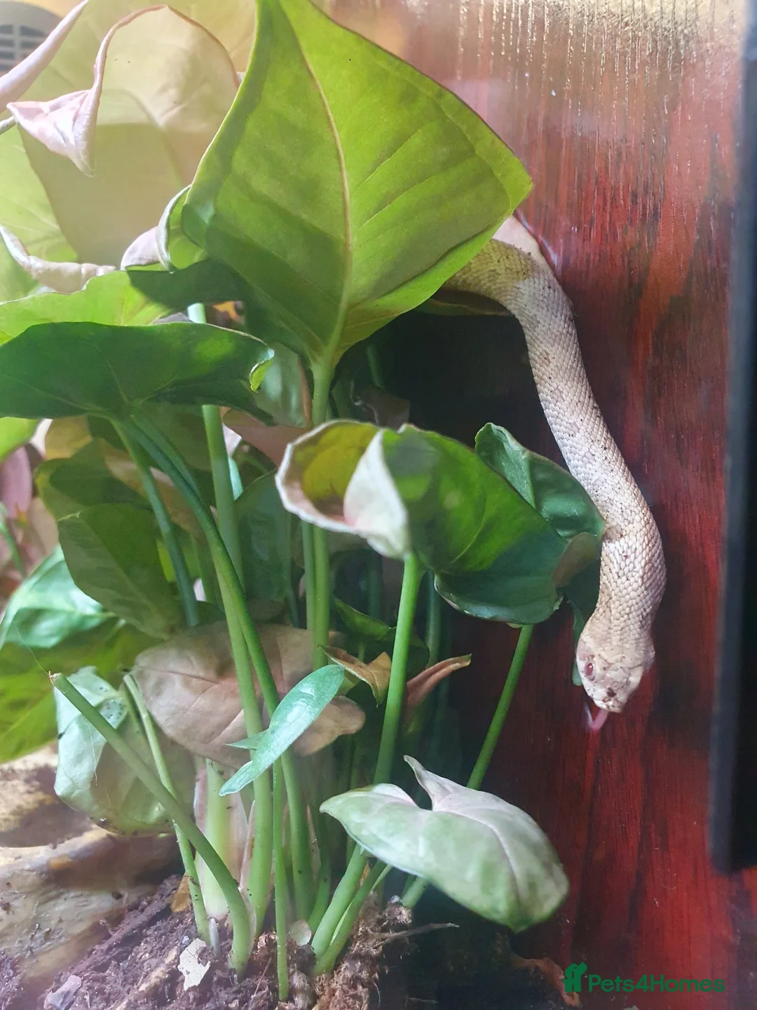 Snake reptiles for sale: Snowy Western Hognose - Advert 2