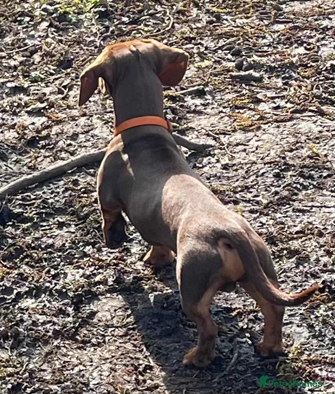 Miniature Dachshund dogs for stud: K.C. Registered Miniature Dachshund  - Advert 6