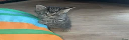 Mixed Breed cats for sale: 2 beautiful female kittens - Advert 12