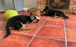 German Shepherd dogs for sale: 25 years experience  breeding German Shepherds - Image 34