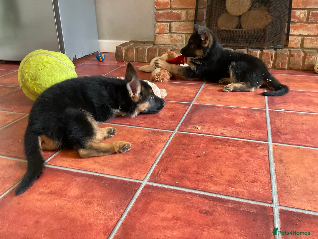 German Shepherd dogs for sale: 25 years experience  breeding German Shepherds - Image 34