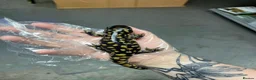Newt reptiles for sale: Tiger Salamander for sale  - Advert 2