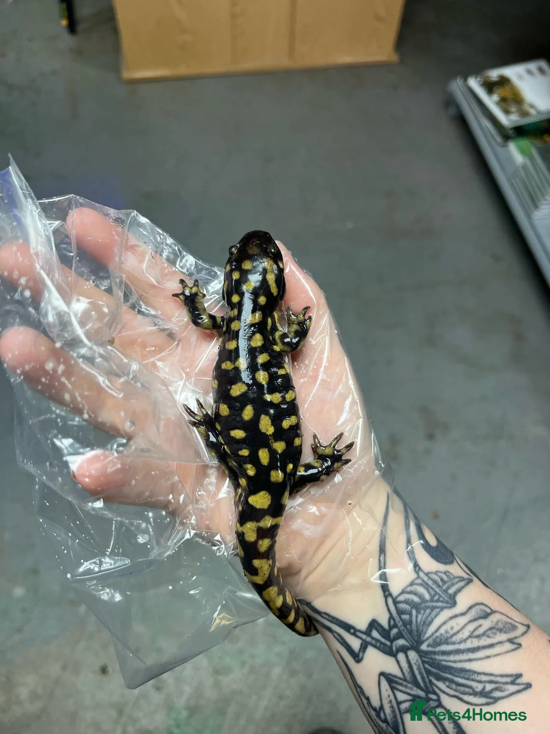 Newt reptiles for sale: Tiger Salamander for sale  - Advert 2