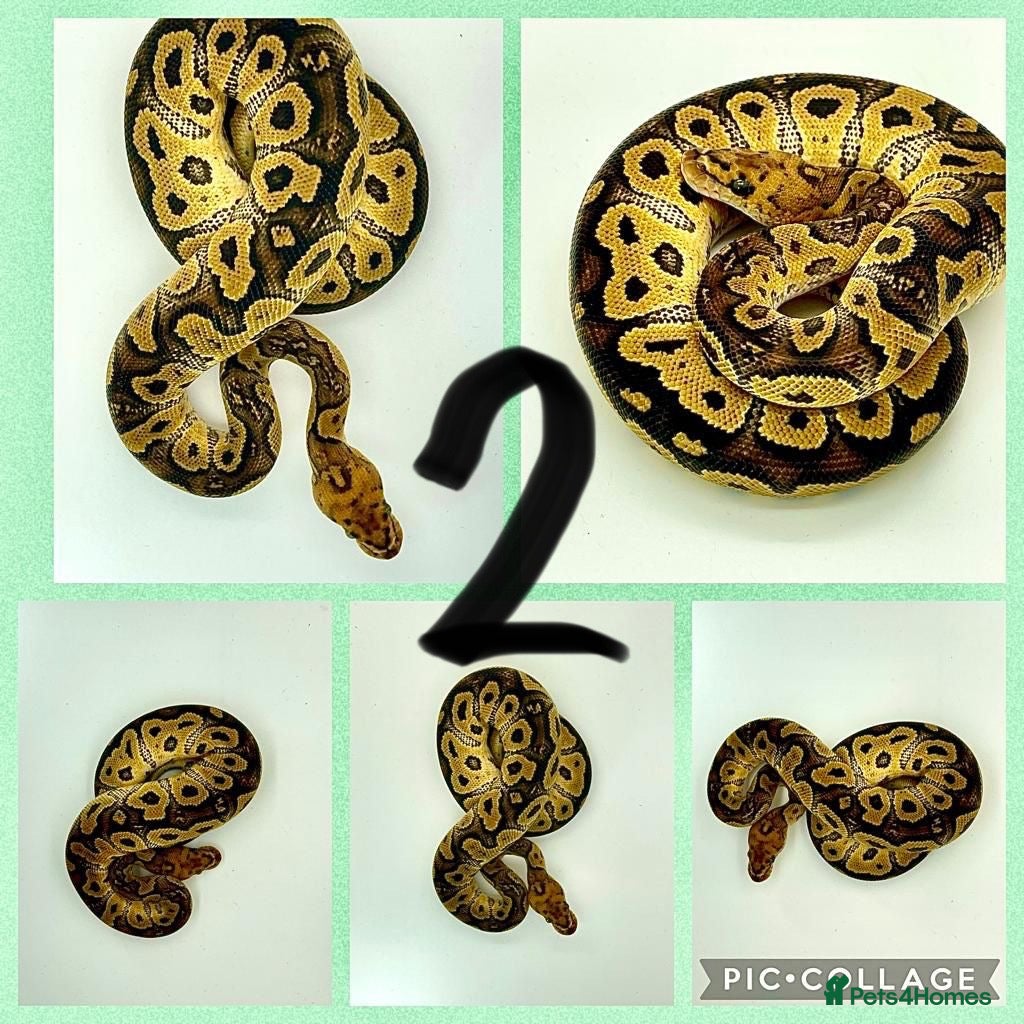 Python Snake reptiles Collection of ball pythons  - Advert 1