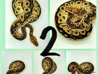 Python Snake reptiles Collection of ball pythons - Advert 19