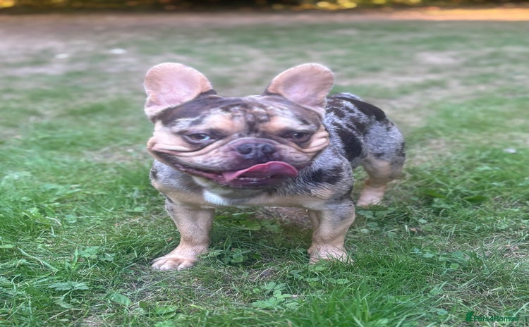 French Bulldog dogs - Advert 2