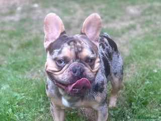 French Bulldog dogs - Advert 1