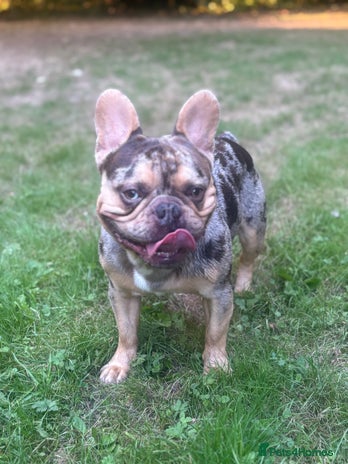 French Bulldog dogs - Advert 2