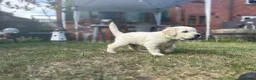 Golden Retriever dogs for sale: Gorgeous Chunky Golden Retriever Puppies - Advert 16