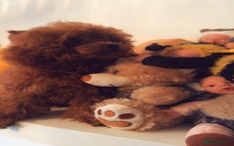 Toy Poodle dogs for sale: Asian Toy Poodle (VERY SMALL) - Image 8
