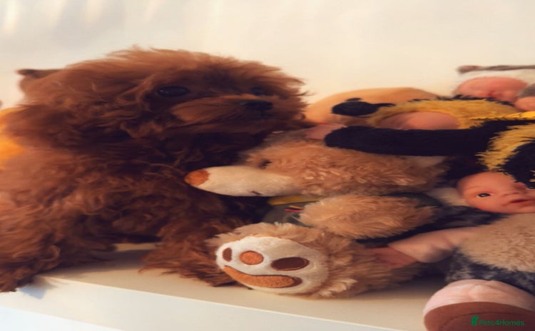 Toy Poodle dogs - Advert 8