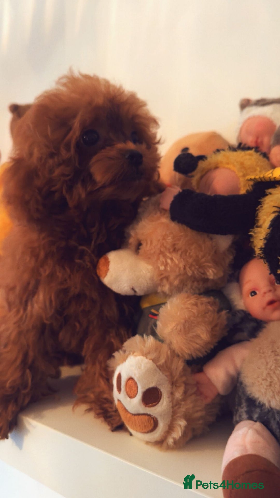 Toy Poodle dogs for sale: Asian Toy Poodle (VERY SMALL) - Image 8