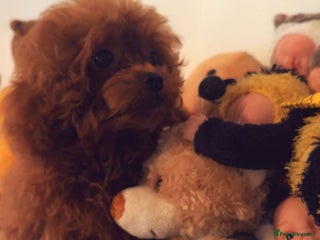 Toy Poodle dogs - Advert 6