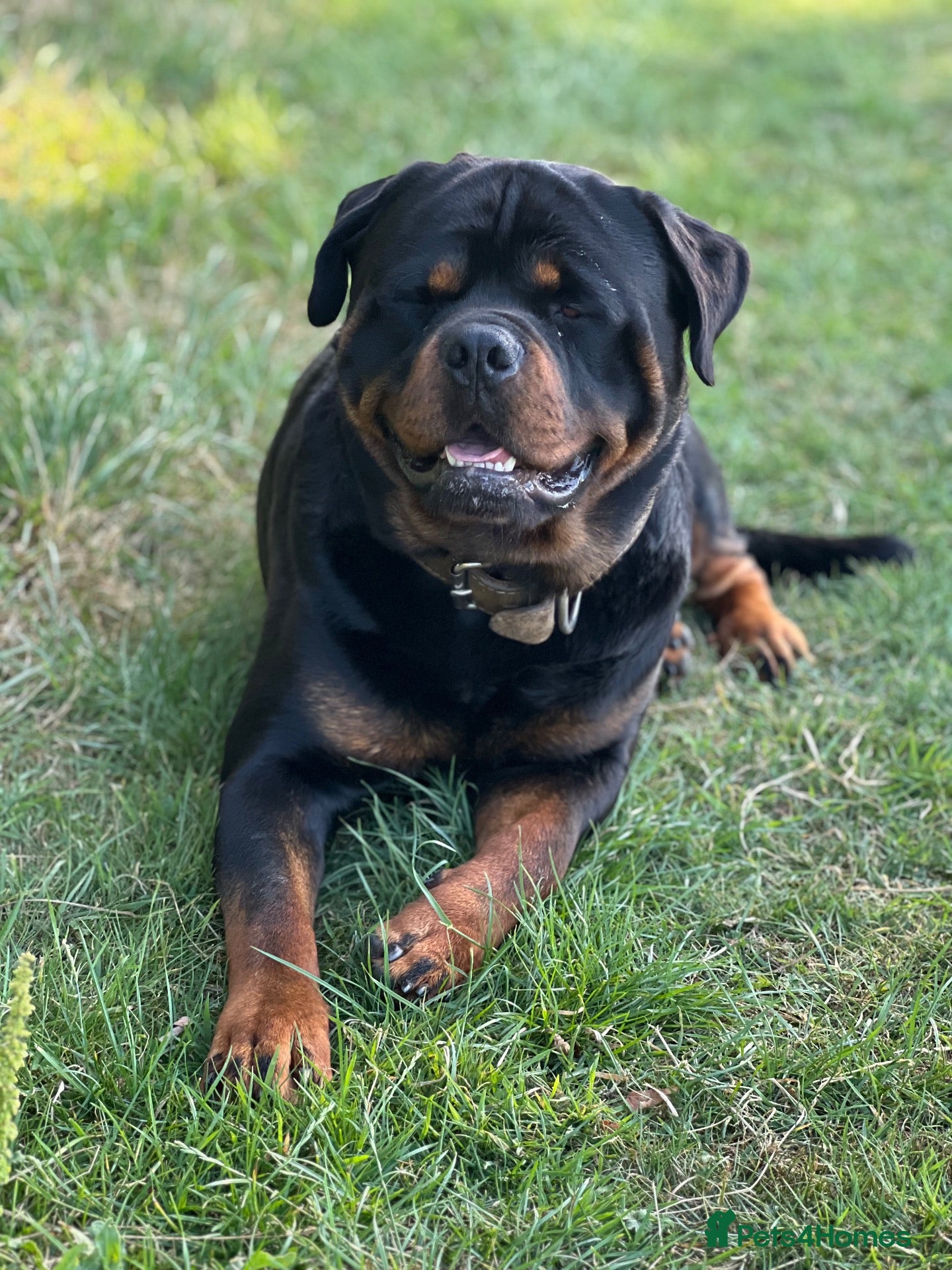 Rottweiler dogs Male chunky rottie for stud  - Advert 1
