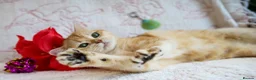 British Shorthair cats for sale: British shorthair available 🦁 - Advert 2