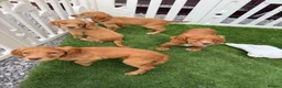 Cocker Spaniel dogs for sale: Beautiful Chunky Golden Cocker Spaniel Puppies.  - Advert 9