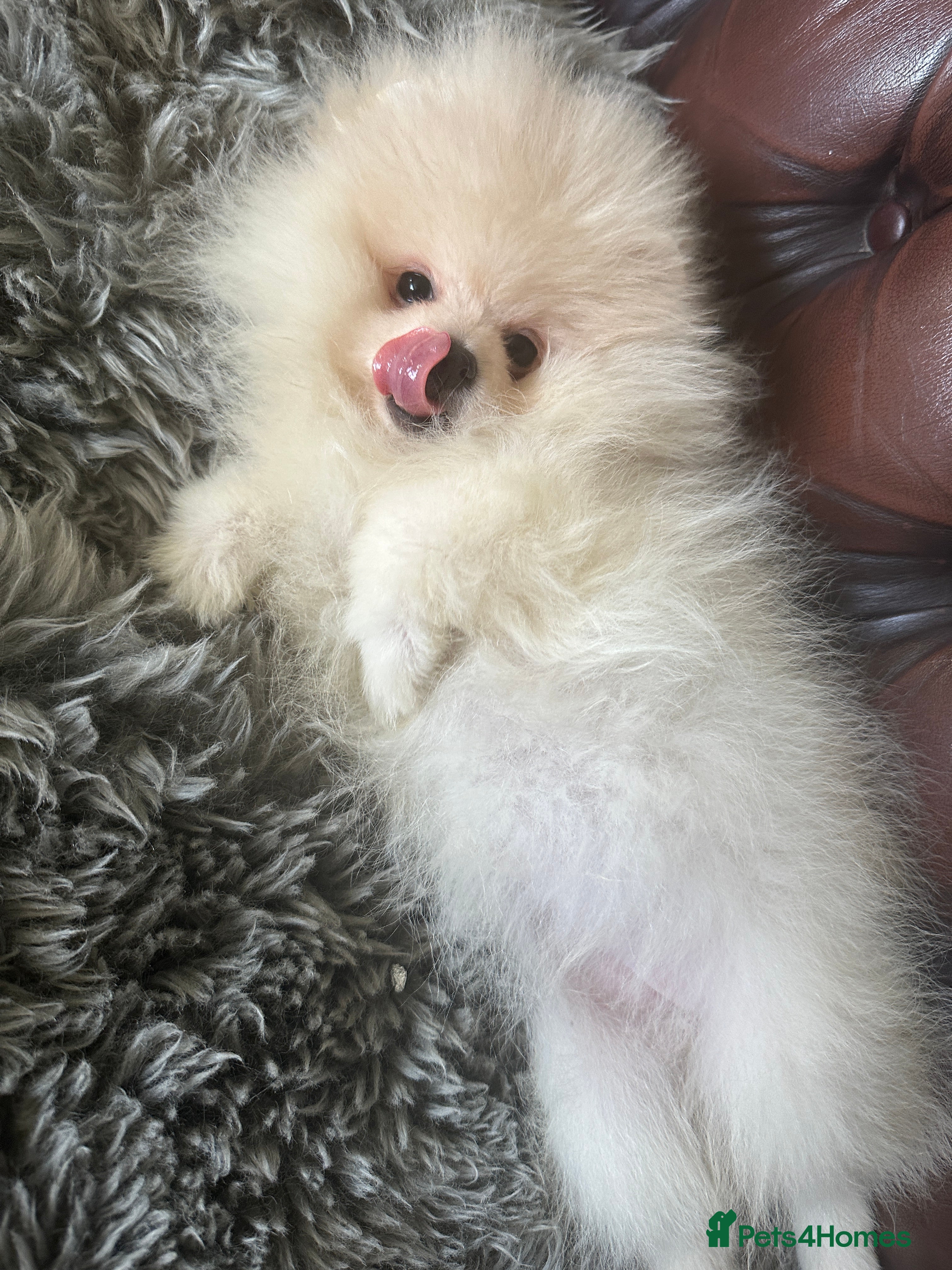 Pomeranian dogs Last KC pomeranian BOY ready to leave now !  - Advert 8