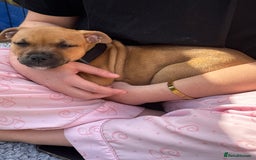 Staffordshire Bull Terrier dogs for sale: Stunning red staffie puppy - Image 6