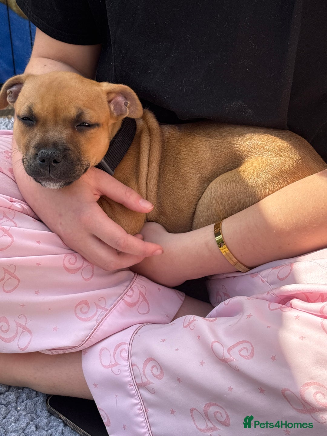 Staffordshire Bull Terrier dogs for sale: Stunning red staffie puppy - Image 6