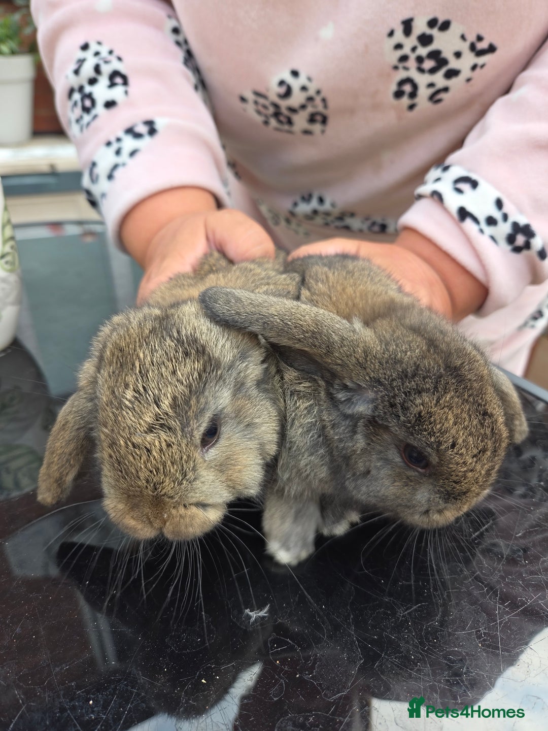 Mini Lop rabbits for sale: Mini lops - Image 7
