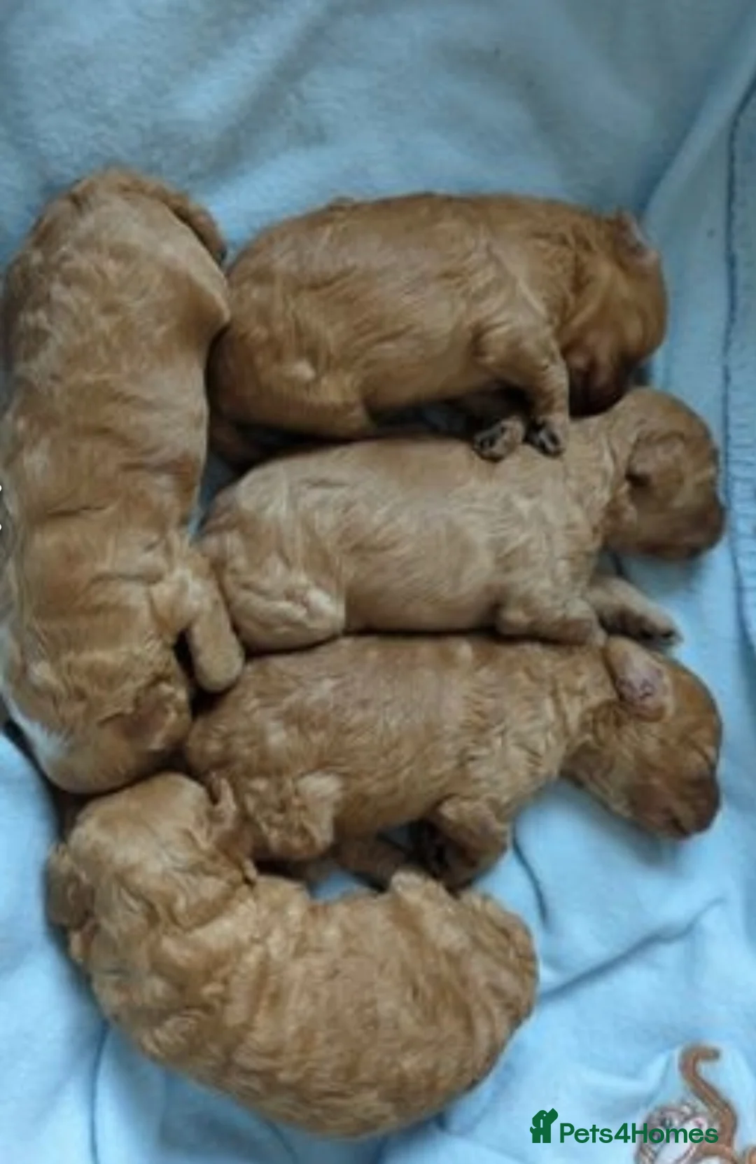 Cavapoo dogs for stud: Stunning Cavapoo for Stud (Proven) in Grays - Advert 11