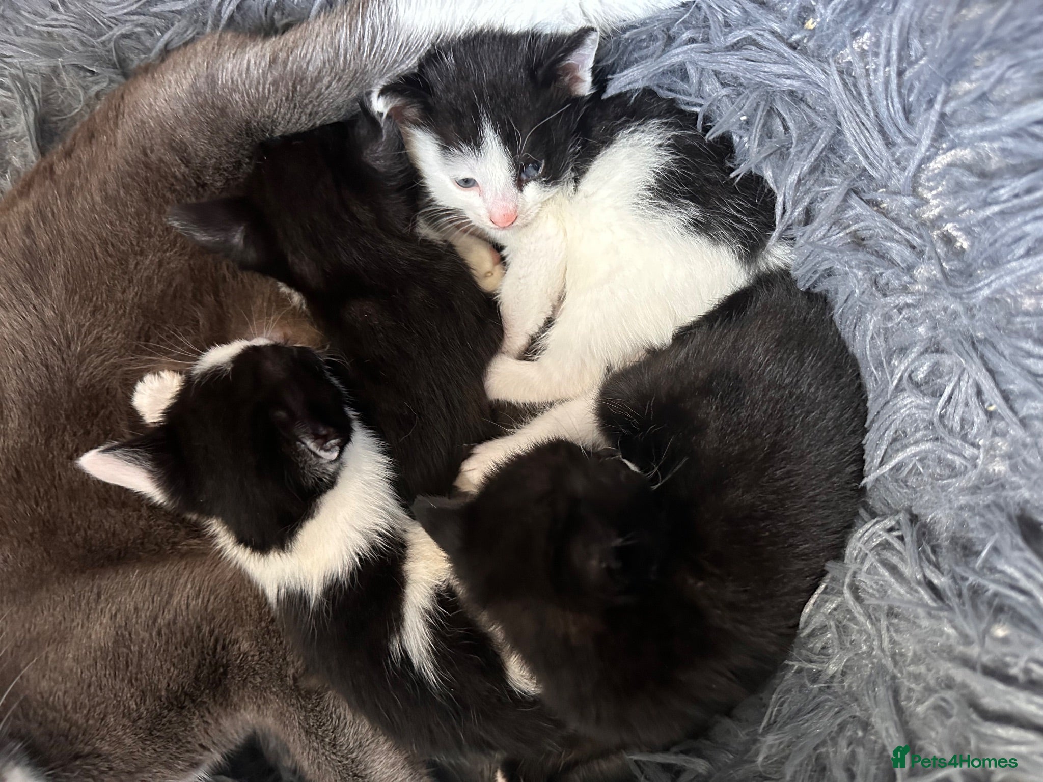 Mixed Breed cats 🐾 MEET OUR BEAUTIFUL KITTEN FAMILY 🐾 - Advert 1
