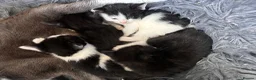 Mixed Breed cats for sale: 🐾 MEET OUR BEAUTIFUL KITTEN FAMILY 🐾 - Advert 1
