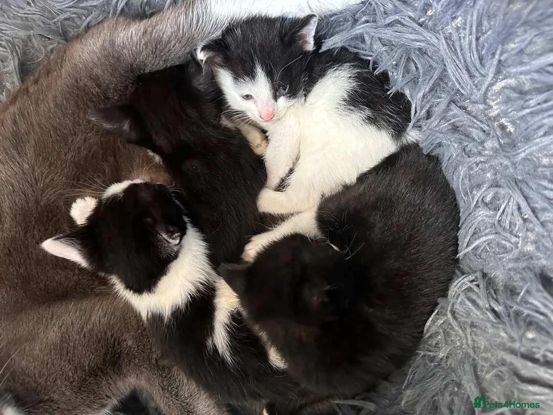Mixed Breed cats for sale: 🐾 MEET OUR BEAUTIFUL KITTEN FAMILY 🐾 - Advert 1