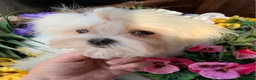 Maltipoo dogs for sale: 🐾🐾MALTIPOO WAITING LIST OPEN🐾🐾 - Advert 5