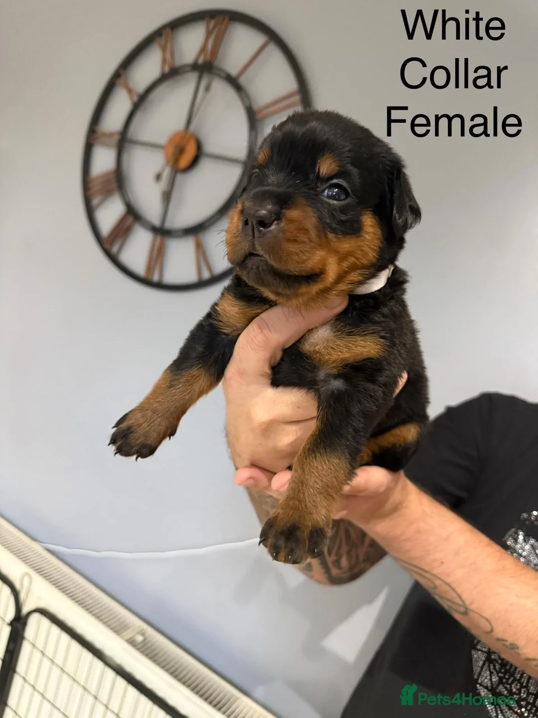 Rottweiler dogs for sale: Chunky Rottweiler Puppies - 6 girls 3 boys  - Advert 11