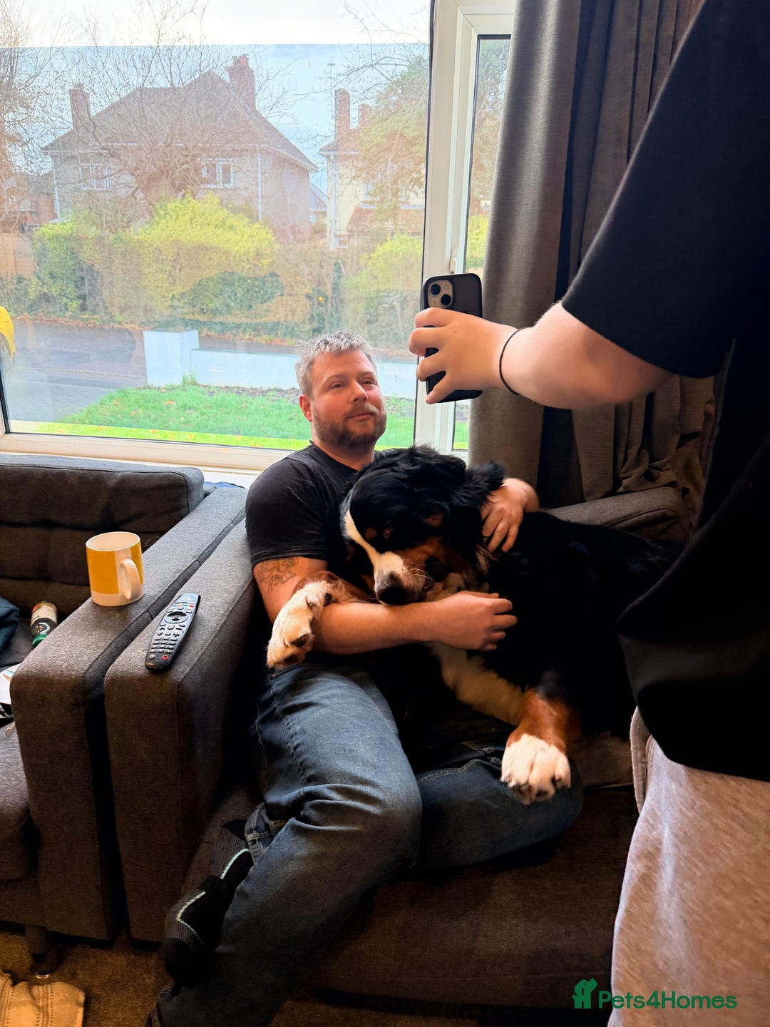 Bernese Mountain Dog dogs for sale: 2 Yr old Bernese - Advert 7