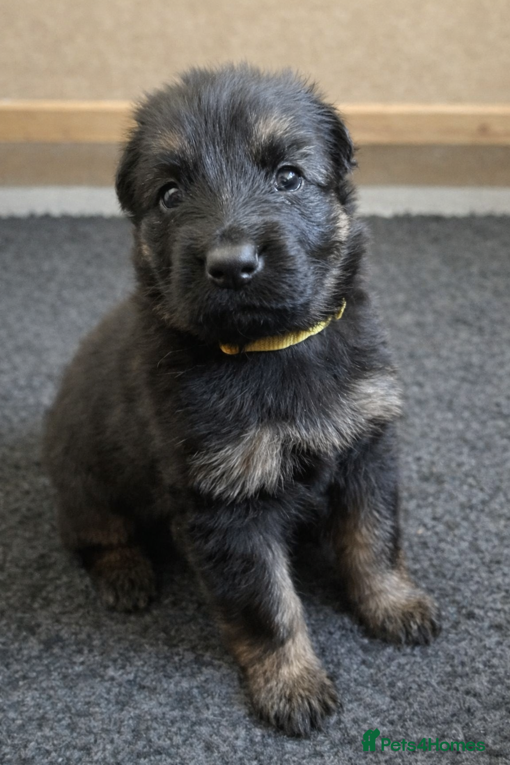 German Shepherd dogs KC LONG HAIR HEALTH TEST GERMAN SHEPHERD PUPPIES  - Advert 17