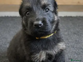 German Shepherd dogs KC LONG HAIR HEALTH TEST GERMAN SHEPHERD PUPPIES - Advert 17