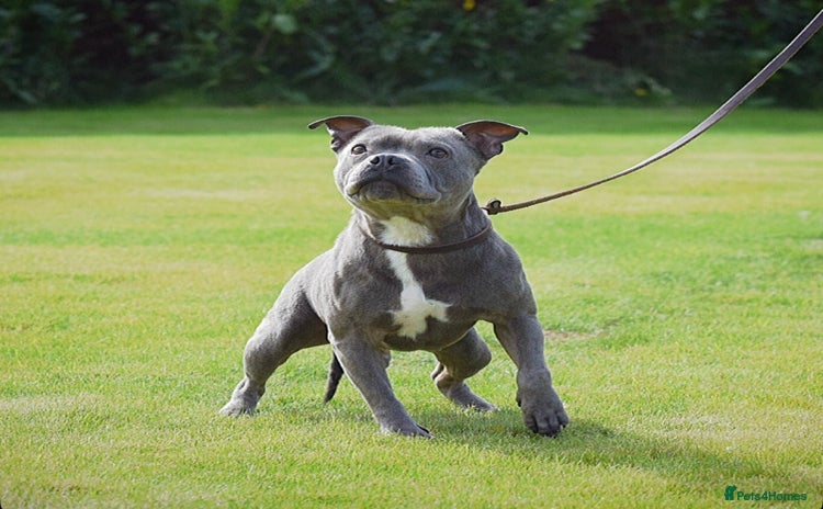 Staffordshire Bull Terrier dogs in Wisbech - Advert 4