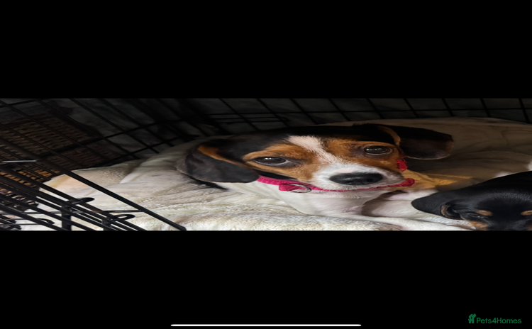 Mixed Breed dogs - Advert 16